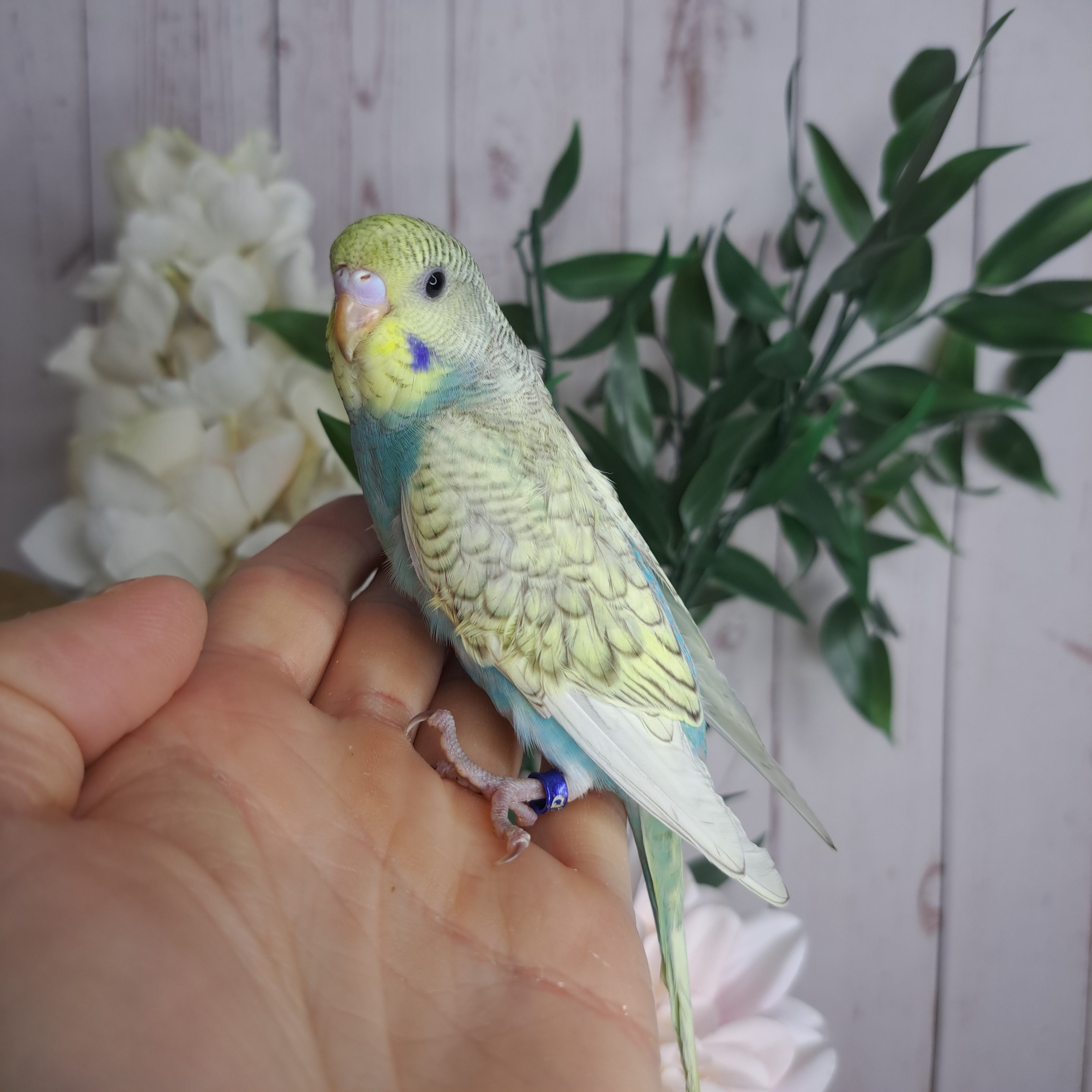 Budgie- Ring ID: Q7566
