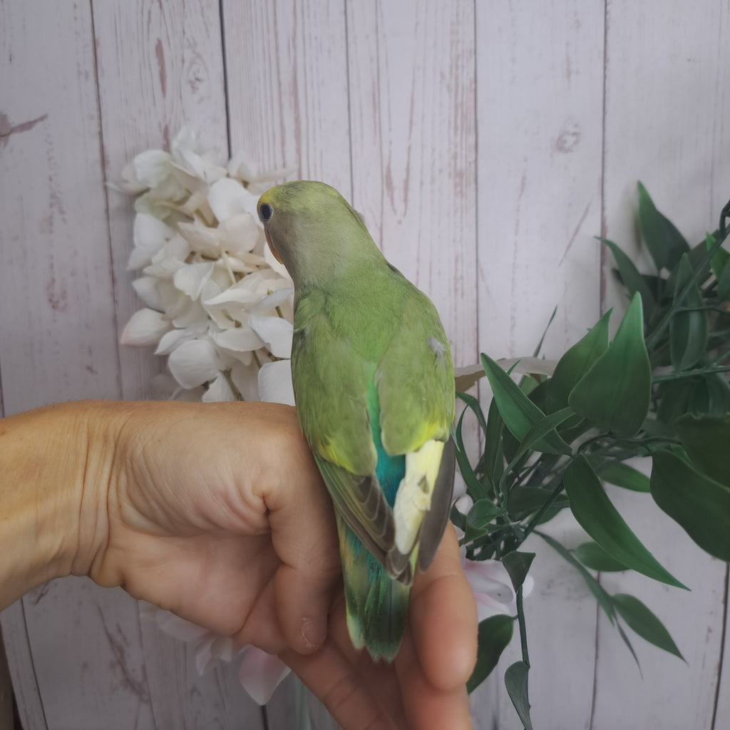 Lovebird- Ring ID: V1630