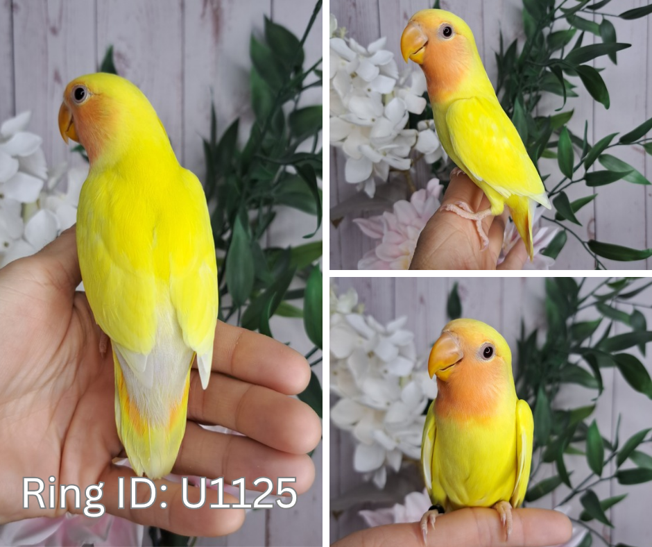 Lovebird- Ring ID: U1125- DEPOSIT TAKEN